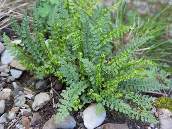 asplenium_fontanum_2.jpg