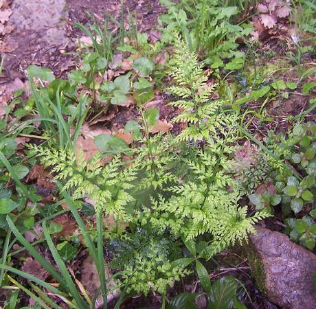 asplenium_onopteris_1.jpg