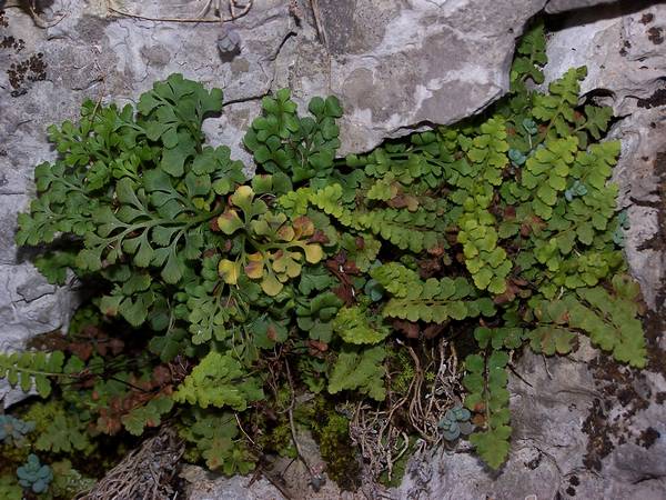 asplenium_petrachae_2.jpg