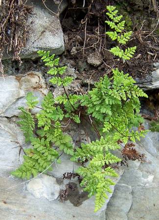 cheilanthes_2.jpg