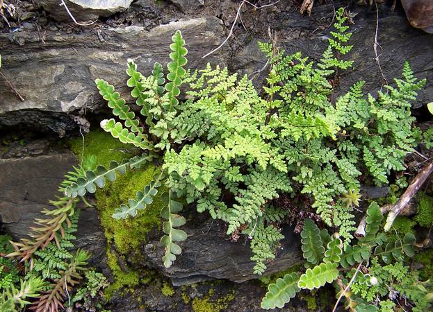 ferns_3.jpg