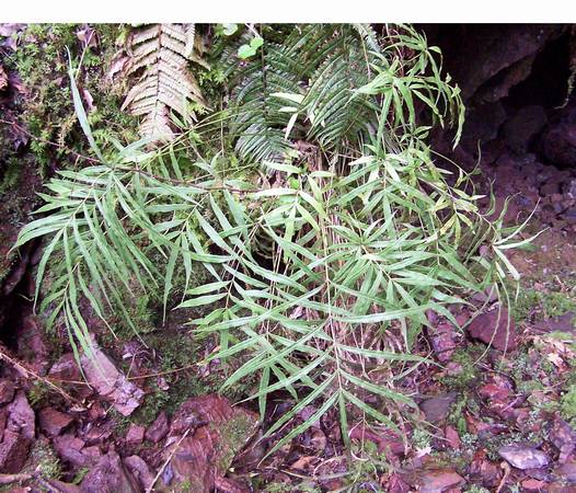 pteris_cretica_1.jpg