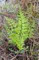 asplenium_adiantum_nigrum_3.jpg