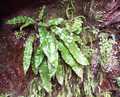 asplenium_scolopendrium.jpg