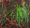 asplenium anceps 2.jpg