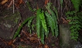 Asplenium anceps #059.jpg