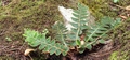 Asplenium aureum #023.jpg