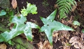 Asplenium hemionitis #021.jpg