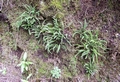 Asplenium trichomanes #062.jpg