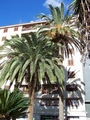 Phoenix canariensis #084.jpg