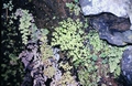 Adiantum-raddianum-#02.jpg