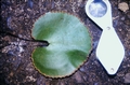 Adiantum-reniforme-#03.jpg