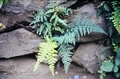 Asplenium-billotii-02.jpg