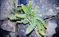 Asplenium-lolegnamense-#02.jpg
