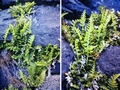 Asplenium-marinum-#03.jpg