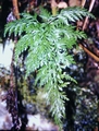 Asplenium-onopteris-#03.jpg