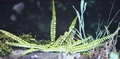 Asplenium-trichomanes-#01.jpg