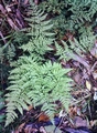 Dryopteris-aemula-#01.jpg