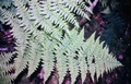 Dryopteris-maderensis-#02.jpg