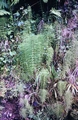 Equisetum-telmateia-#01.jpg