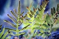 Polypodium-macronesicum-#02.jpg