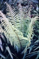 Polystichum-setiferum-#01.jpg