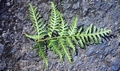 Pteris-tremula-#02.jpg