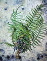 Pteris-vittata-#02.jpg