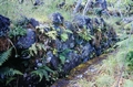 wall-ferns-#01.jpg