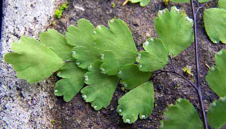 adiantum_capillus_veneris_11.jpg