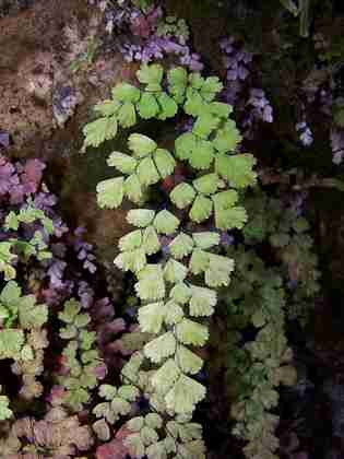 adiantum_capillus_veneris_7.jpg
