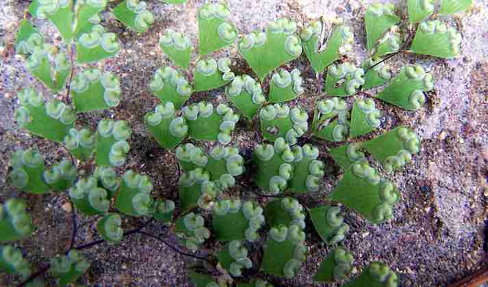 adiantum_raddianum_2.jpg