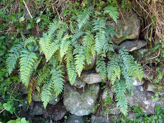 asplenium_aethiopicum_9.jpg