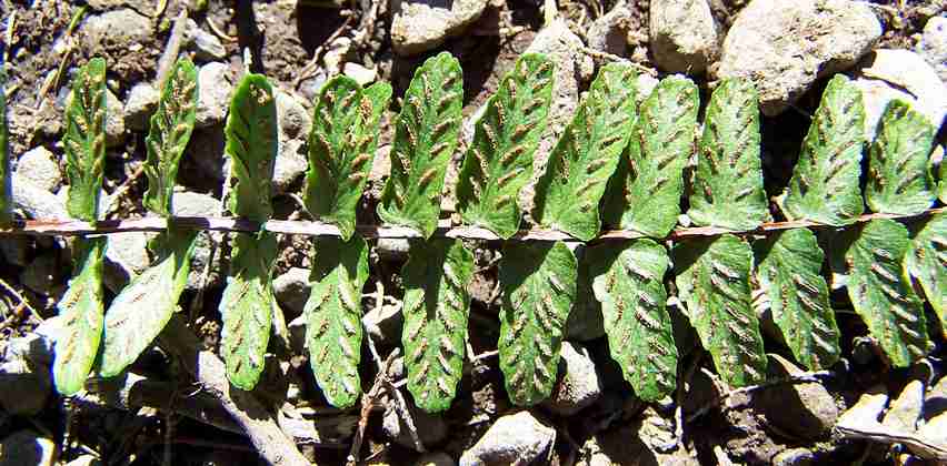 asplenium_anceps_5.jpg