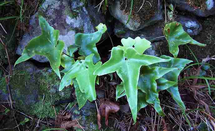 asplenium_hemionitis_5.jpg