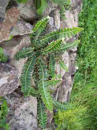 asplenium_lolegnamense_19.jpg