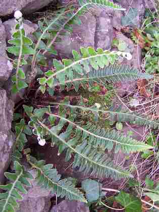 asplenium_lolegnamense_25.jpg