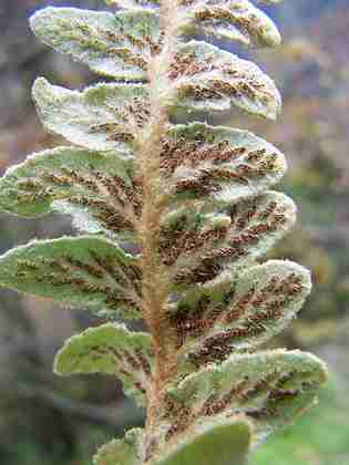 asplenium_lolegnamense_spores_03.jpg