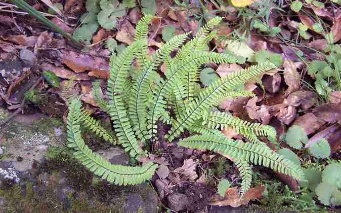 asplenium_monanthes_5.jpg