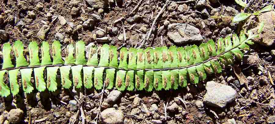 asplenium_monanthes_9.jpg