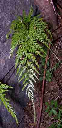 asplenium_onopteris_4.jpg