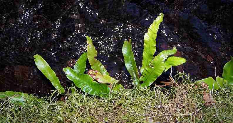 asplenium_scolopendrium_1.jpg