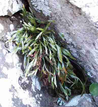 asplenium_septentrionale_3.jpg