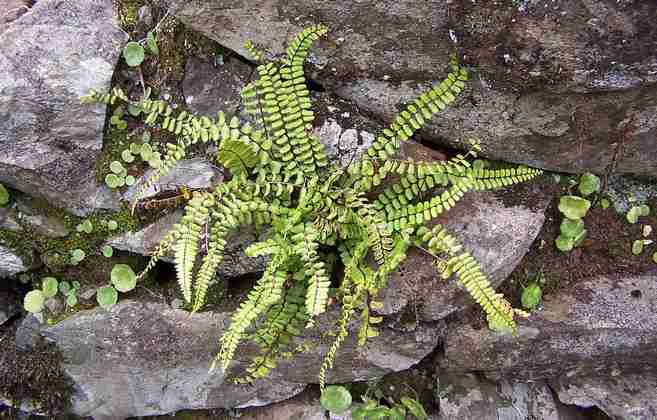 asplenium_trichomanes_1.jpg