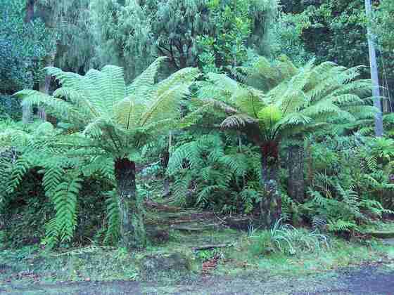 dicksonia_antarctica_1.jpg