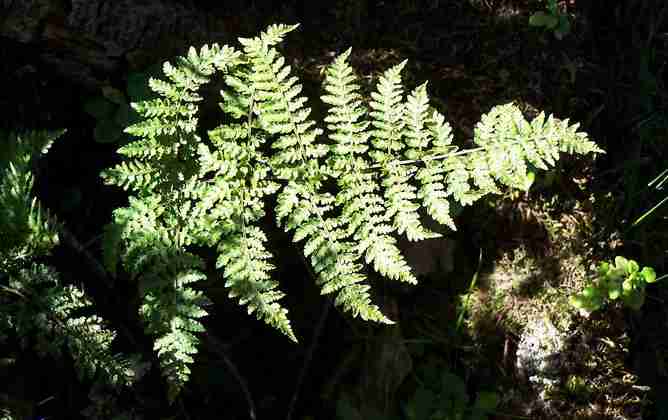 dryopteris_aemula_1.jpg