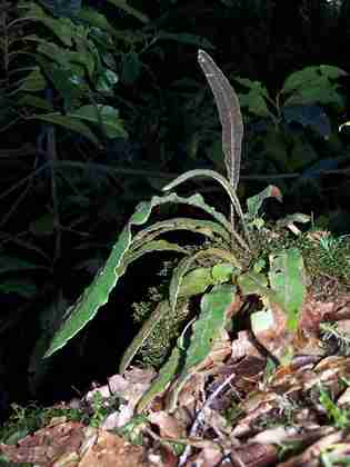 elaphoglossum_semicylindricum_7.jpg
