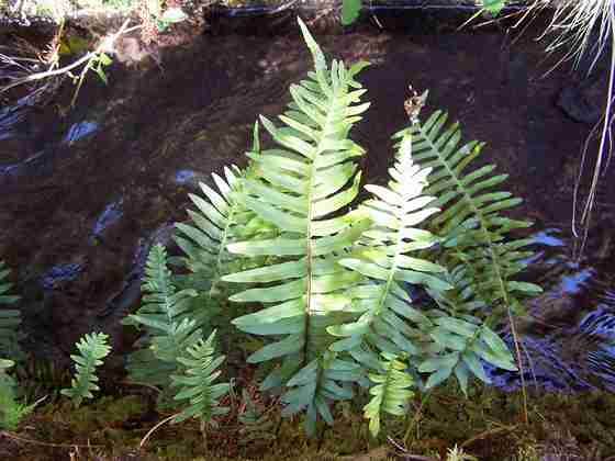 polypodium_vulgare_1.jpg