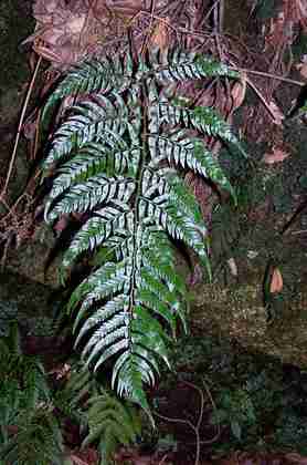 polystichum_drepanum_6.jpg