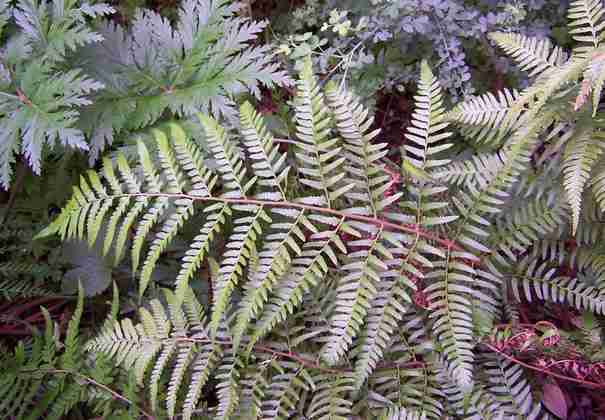 polystichum_drepanum_8.jpg